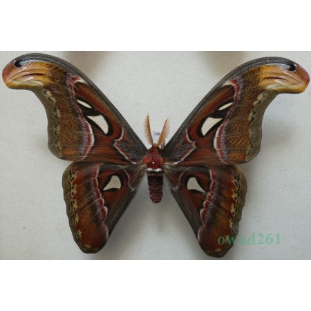 Attacus atlas Linnaeus, 1758 male ex. ovo Thailand 176mm34d